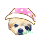 犬わんわんスタンプ（個別スタンプ：3）
