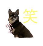犬わんわんスタンプ（個別スタンプ：7）