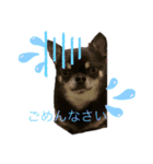 犬わんわんスタンプ（個別スタンプ：9）