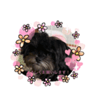 犬わんわんスタンプ（個別スタンプ：13）