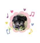 犬わんわんスタンプ（個別スタンプ：15）