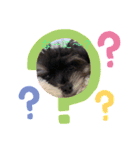 犬わんわんスタンプ（個別スタンプ：16）