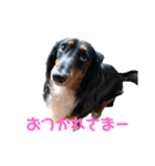 20.ロイ（個別スタンプ：3）