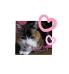 三毛猫みみちゃん（個別スタンプ：1）