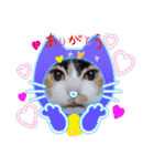 三毛猫みみちゃん（個別スタンプ：2）