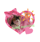 三毛猫みみちゃん（個別スタンプ：4）
