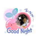 三毛猫みみちゃん（個別スタンプ：5）