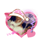三毛猫みみちゃん（個別スタンプ：6）