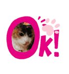 三毛猫みみちゃん（個別スタンプ：7）