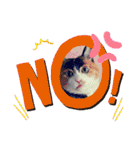 三毛猫みみちゃん（個別スタンプ：8）