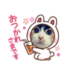 三毛猫みみちゃん（個別スタンプ：9）