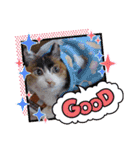 三毛猫みみちゃん（個別スタンプ：11）