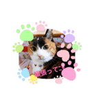 三毛猫みみちゃん（個別スタンプ：13）