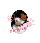 三毛猫みみちゃん（個別スタンプ：16）