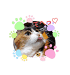 三毛猫みみちゃん（個別スタンプ：18）