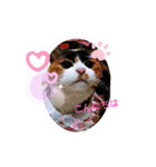 三毛猫みみちゃん（個別スタンプ：22）