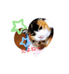 三毛猫みみちゃん（個別スタンプ：23）