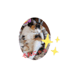 三毛猫みみちゃん（個別スタンプ：24）