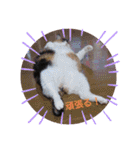 三毛猫みみちゃん（個別スタンプ：25）