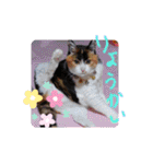 三毛猫みみちゃん（個別スタンプ：27）