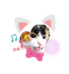 三毛猫みみちゃん（個別スタンプ：29）