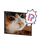 三毛猫みみちゃん（個別スタンプ：30）