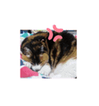 三毛猫みみちゃん（個別スタンプ：31）