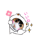 三毛猫みみちゃん（個別スタンプ：33）