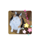三毛猫みみちゃん（個別スタンプ：35）
