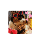 三毛猫みみちゃん（個別スタンプ：37）