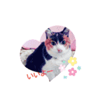 三毛猫みみちゃん（個別スタンプ：38）
