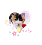 三毛猫みみちゃん（個別スタンプ：39）