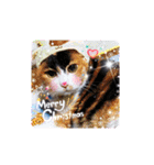 三毛猫みみちゃん（個別スタンプ：40）