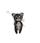 ぃぬちゃんと ねこちゃん②（個別スタンプ：2）