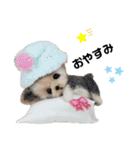 ぃぬちゃんと ねこちゃん②（個別スタンプ：17）