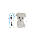 ぃぬちゃんと ねこちゃん②（個別スタンプ：19）