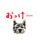 秋田犬じゅうべえ（個別スタンプ：2）