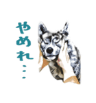 秋田犬じゅうべえ（個別スタンプ：20）