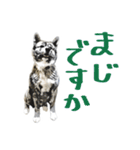 秋田犬じゅうべえ（個別スタンプ：21）