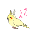 おしゃべりオカメインコちゃん（個別スタンプ：5）