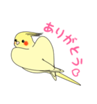 おしゃべりオカメインコちゃん（個別スタンプ：7）