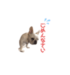 フレブルのマイル（かわいく敬語）（個別スタンプ：5）