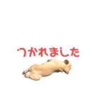 フレブルのマイル（かわいく敬語）（個別スタンプ：17）