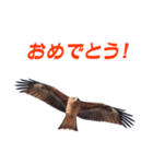 お空の とんび（個別スタンプ：10）