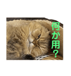 猫 スタンプ 1（個別スタンプ：1）