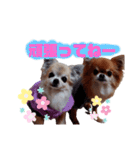 毎日ひょうくんサラちゃん（個別スタンプ：3）