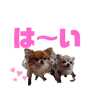 毎日ひょうくんサラちゃん（個別スタンプ：8）