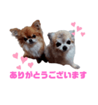 毎日ひょうくんサラちゃん（個別スタンプ：10）