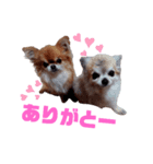 毎日ひょうくんサラちゃん（個別スタンプ：11）