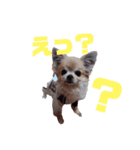 毎日ひょうくんサラちゃん（個別スタンプ：15）